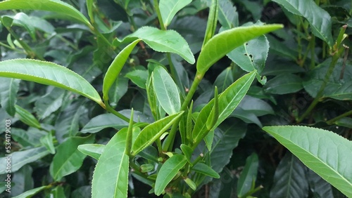 tea green leaves in the garden