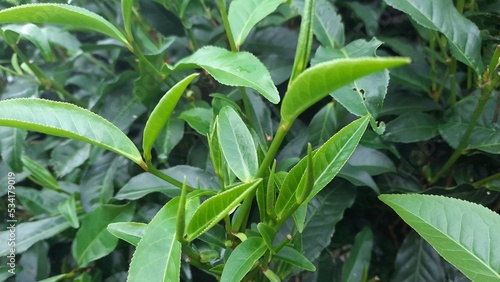 green leaves