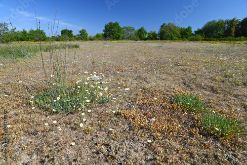 Landscape in the Nestos Delta, Greece // Landschaft im Nestos-Delta, Griechenland photo