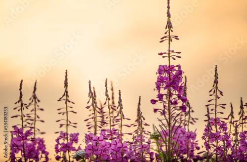 Εκτύπωση καμβά fireweed at sunset