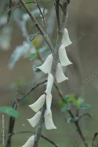 a collection of white butterflies perched on a tree branch