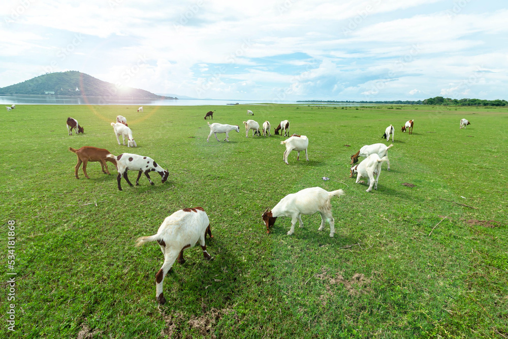 A small herd of goats crawling on a meadow A small herd of goats crawling on a meadow