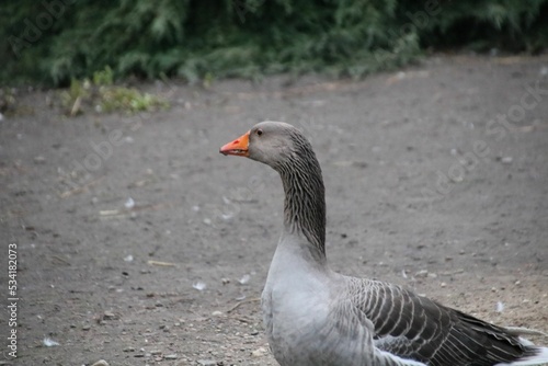 Single goose walking in the farm photo