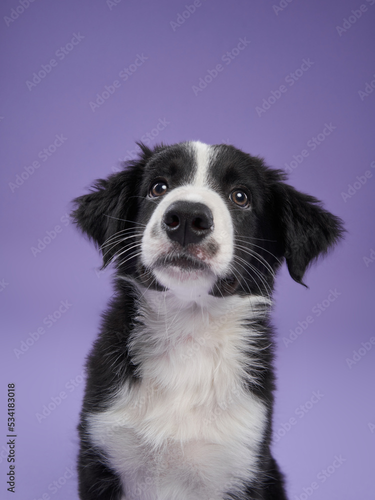 funny puppy on purple background. Border collie dog funny puppy on purple background. Border collie dog