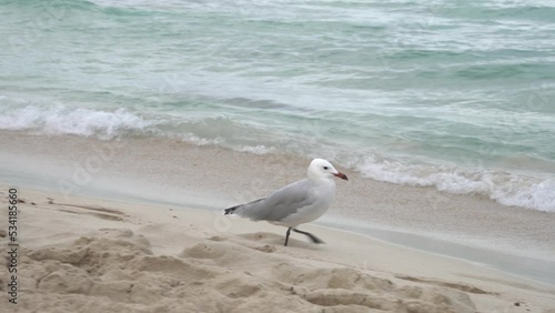 Seagull (bird) running and eating worms in front of the splashing waves of turquoise water at sand beach of Cala Agulla (Cala Ratjada) on Mallorca in the mediterranean sea. 4k, close shot.