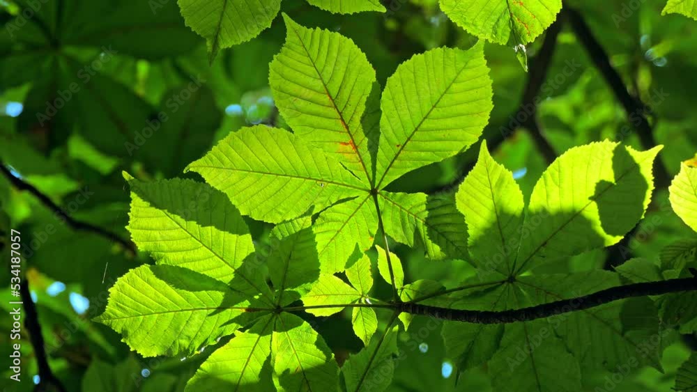 Green plant nature tree forest jungle sun fresh sun leaf Green plant nature tree forest jungle sun fresh sun leaf