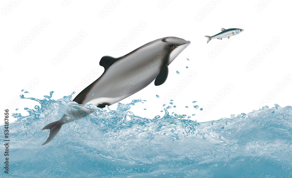 Fototapeta premium dauphin de Nouvelle-Zélande,attaque, évasion, vague, dauphin, mammifère, marin, poisson, nature, océan, lac, eau, giclé, illustration, animal à dents rugueuses