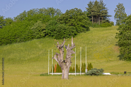 Oak Tree Landmark photo