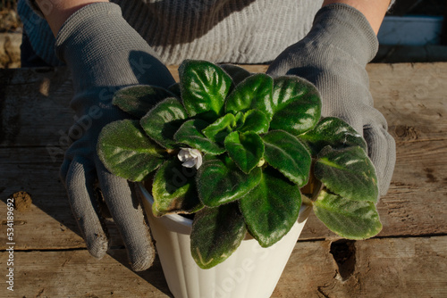 A female gardener transplants a violet into a flower pot. The concept of home gardening and home plant care