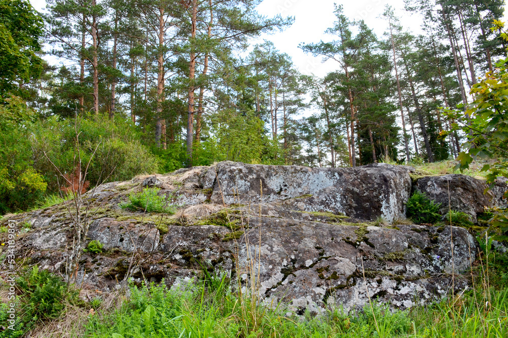 Pine forest grows on stones. Granite stones are covered with moss.