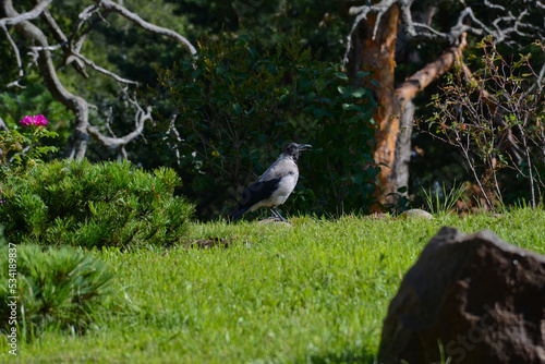 The gray crow sits on the grass in the park on a summer day. Green grass and trees on the lawn