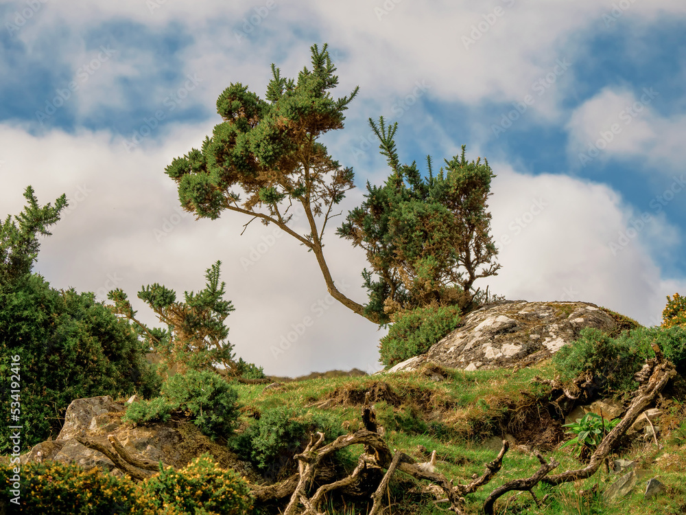 Small tree bent by a strong constant wind grows in a field. Life in rough conditions concept. Connemara, Ireland. Wild nature scene. Irish landscape. Small tree bent by a strong constant wind grows in a field. Life in rough conditions concept. Connemara, Ireland. Wild nature scene. Irish landscape.