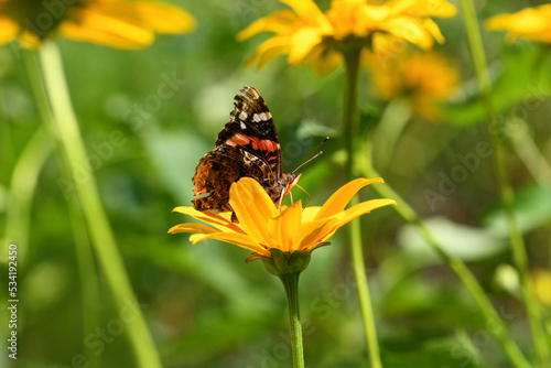 Butterfly and flower. Butterfly admiral on a yellow flower (Vanessa cardui, Nymphalidae). Spring and summer background photo