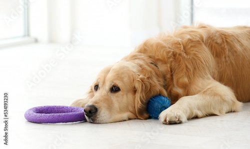 Golden retriever dog lying on floor with toy and resting at home. Purebred pet doggy labrador indoors