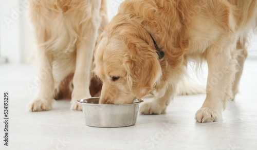 Photography Golden retriever dogs eating from metal bowl food at home