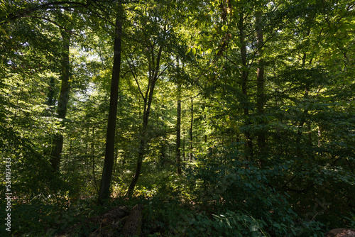 View into a dense deciduous forest in a wooded area in the Palatinate Forest in southern Germany © Christoph Burgstedt