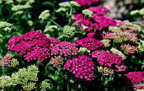 Of saucy seduction flowers blooming in a garden