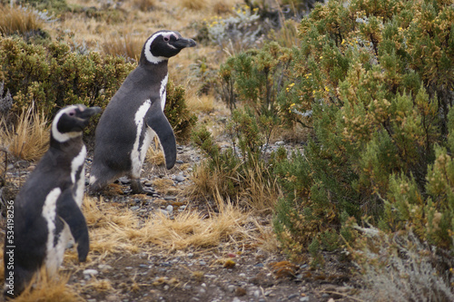 Magellanic penguins walking among the bushes of Patagonia.