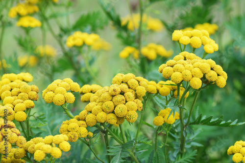 Yellow common tansy flowers in the green summer meadow