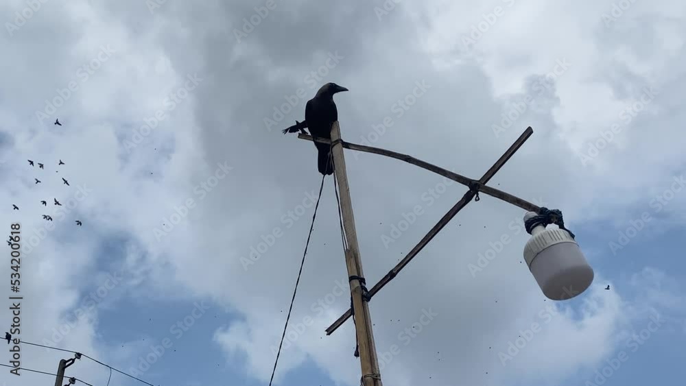 Black Crow Perched On Makeshift Lamppost With Flock Of Birds Flying Past Above Before Flying Off Black Crow Perched On Makeshift Lamppost With Flock Of Birds Flying Past Above Before Flying Off
