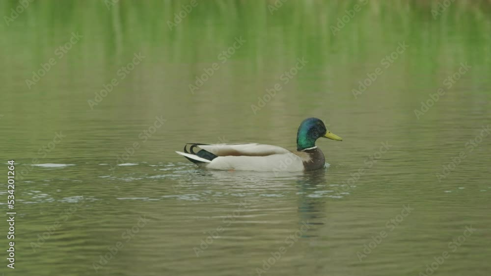Close up shot of mallard duck floating in calm pond with green reflection Close up shot of mallard duck floating in calm pond with green reflection