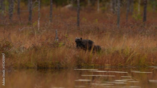 Wolverine running around lake.  Wolverine in Finland taiga. Wildlife scene from nature. Rare animal from north of Europe. Wolverine sunset. Wolverine running  in autumn golden grass. 