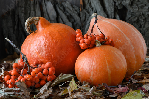 Three organic pumpkins, dry leaves and rowan berry on wooden background Close-up