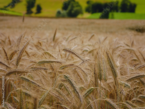 Gold wheat field and green hill. Roggenburg, Switzerland. Beauty world. photo