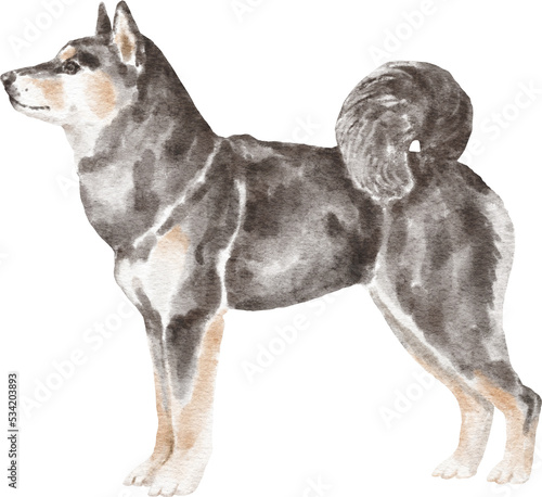 Shiba inu dog illustration photo