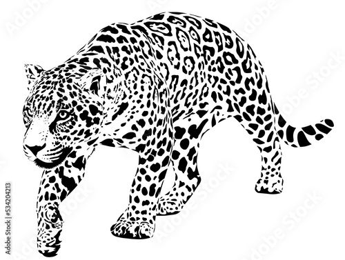 The jaguar (Panthera onca) is a large cat species and the only living member of the genus Panthera native to the Americas.