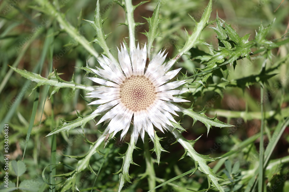 silver thistle flowering in the french alps in summer silver thistle flowering in the french alps in summer