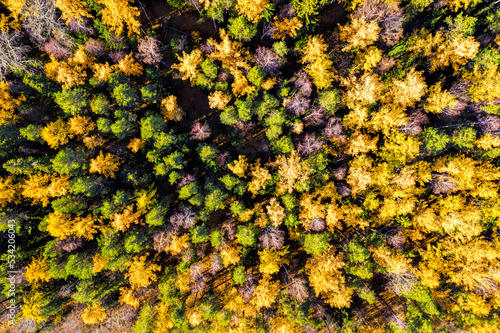 Aerial drone view over autumn forest. Colorful trees in the wood. Colourful autumn colours in forest form above, captured with a drone