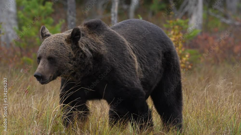 Wildlife Finland. Bear in yellow forest. Autumn trees with bear, face portrait. Beautiful brown bear walking around lake, fall colours. Europe nature. Wildlife Finland. Bear in yellow forest. Autumn trees with bear, face portrait. Beautiful brown bear walking around lake, fall colours. Europe nature.