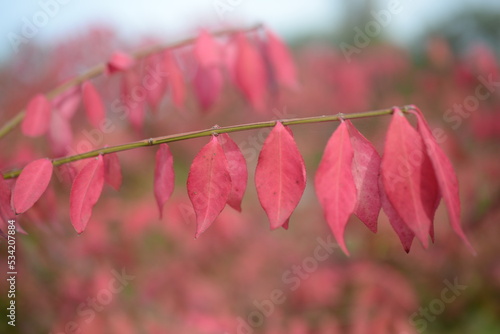 bright red autumn leaves of an ornamental shrub Euonymus alatus Compactus , bright red background of leaves close-up against the background of green trees, autumn background, texture of leaves photo