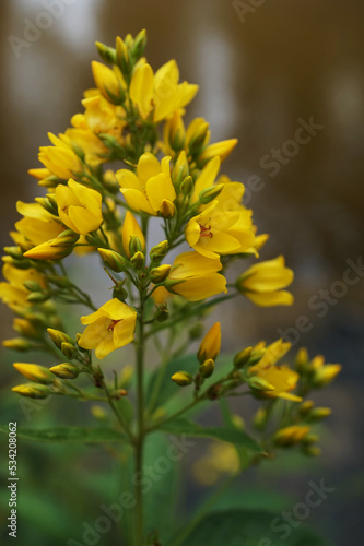 Lysimachia vulgaris near a pond