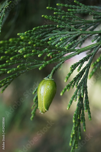 calocedrus decurrens in the garden