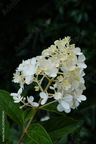 hydrangea white in the garden