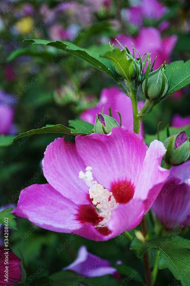 Naklejka premium hibiscus syriacus pink in the garden