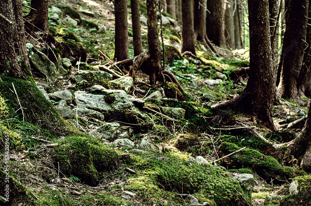 Summer moody forest Summer moody forest