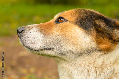 Close-up of a brown mixed breed dog on a natural background © Ирина Старикова