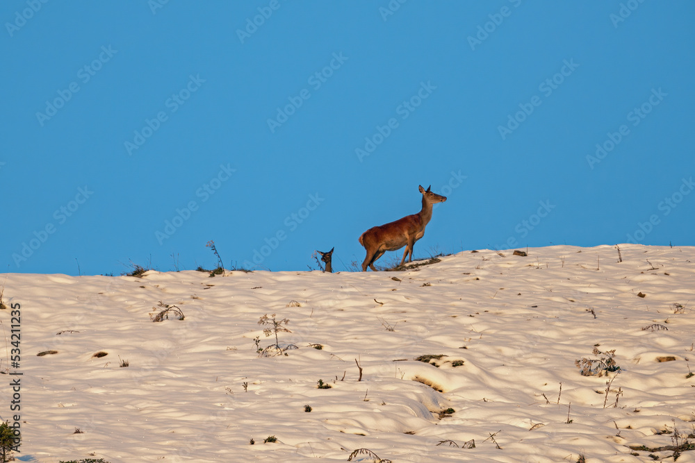 red deer female with calf on the mountain at a autumn day with fresh snow red deer female with calf on the mountain at a autumn day with fresh snow