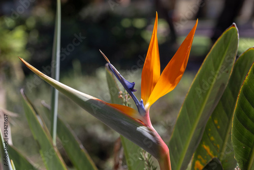 Beautiful bird of paradise flower (Strelitzia reginae). Close-up. Israel