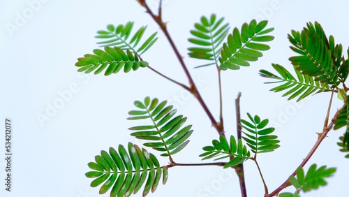 Photos Mimosa pudica or sensitive plant  leaves on white background.