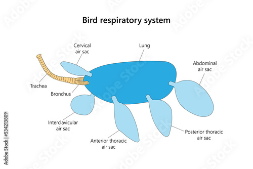 Bird respiratory system in lateral view. Vector illustration.