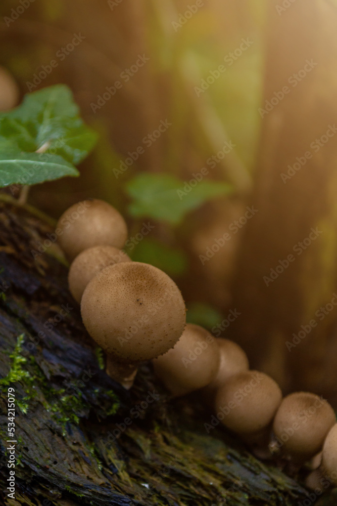 Puffball brown mushrooms on an old stump after rain Puffball brown mushrooms on an old stump after rain