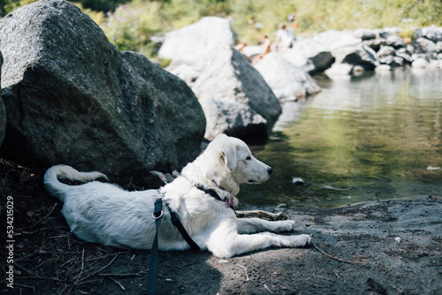 White adorable white maremma sheepdog resting on riverside in Val Di Mello, Italy