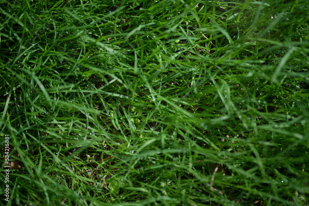 bright yellow ash leaves against lying of green gas, go green, green grass lawn, autumn lawn close-up lit by the sun, grass background close-up, autumn yellow leaves on a green meadow bright yellow ash leaves against lying of green gas, go green, green grass lawn, autumn lawn close-up lit by the sun, grass background close-up, autumn yellow leaves on a green meadow