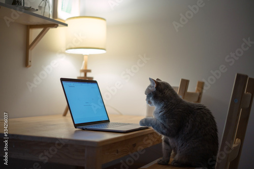 Cat working at the computer