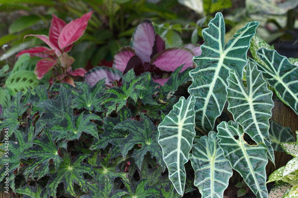 Obraz premium leaves in the garden