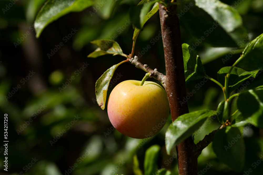 green plum trees growing on your plant. Concept of fruits and nature.